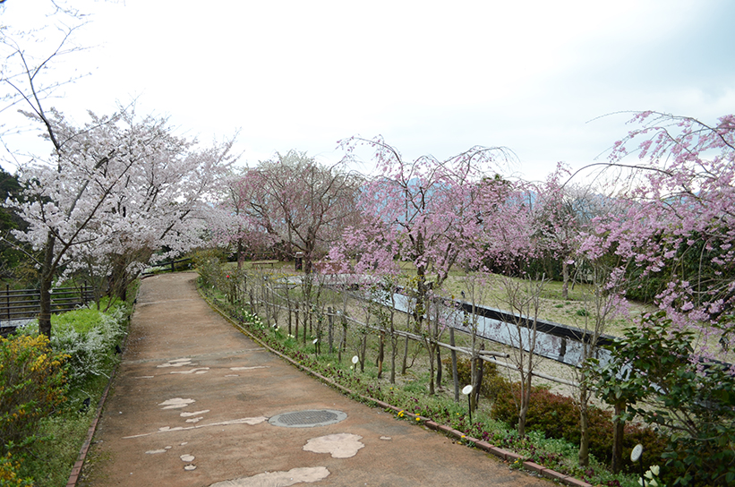 20170409　【桜情報】いちばんの見ごろを迎えています！14